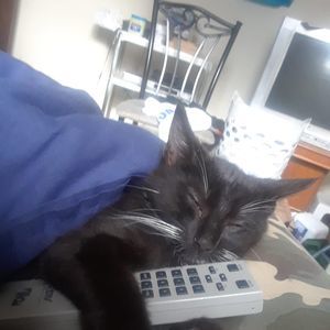 Meet your Posher, Gullah